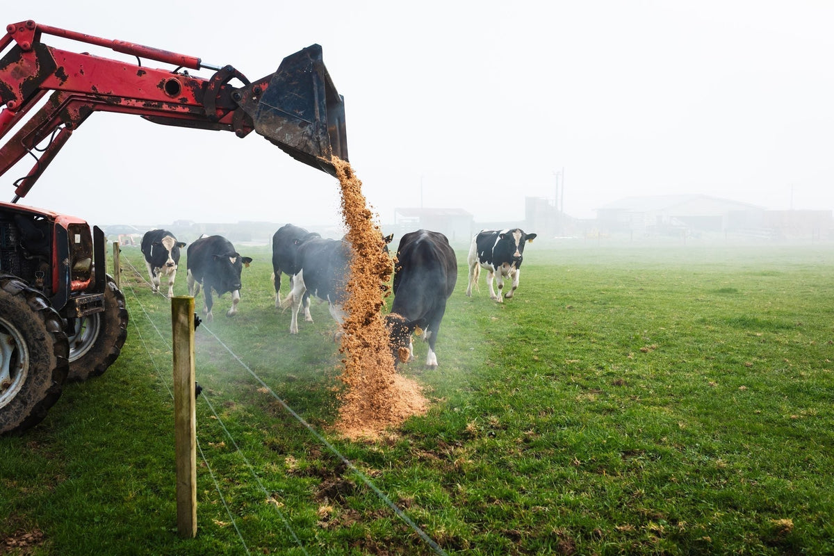 A red tractor tipping Good George spent grain into a misty paddock at Shynewood Farm while cows wait