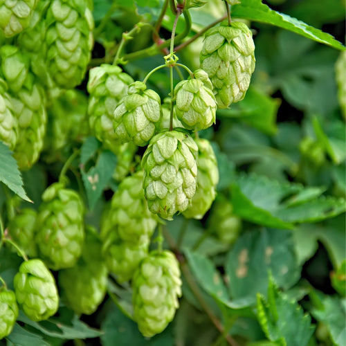 Hops we use at Good George Brewing